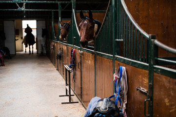 Big stable with horses in boxes looking over doors and a rider walking toward camera, equestrian...