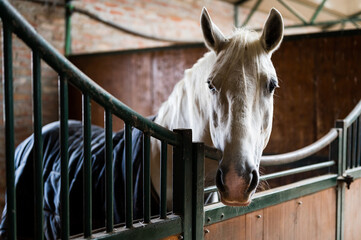 Beautiful white  horse looking out of its box in stable