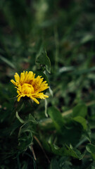 yellow flower