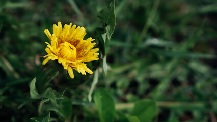 yellow dandelion flower