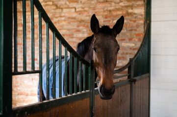 Beautiful brown horse looking out of its box in stable