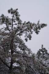 ice covered tree