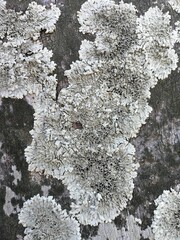 Textura de hongos - Textura de &aacute;rbol - fungus texture on tree - grunge texture