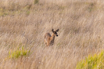 A single adult deer wandering around in tall grass