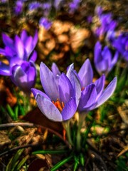 spring Snowdrops flowers