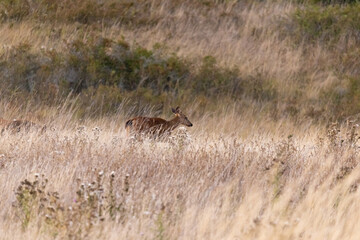 A single adult deer wandering around in tall grass