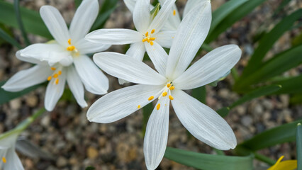 White raindrops, rain lily or fairy lily blooming on the flower garden and yellow pollen in the middle. Green leaves like onion leave.