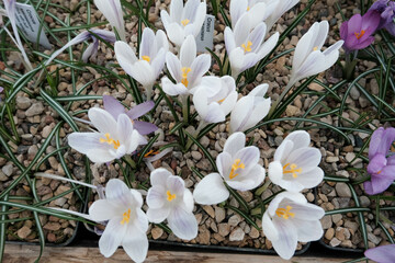 White crocuses growing on the ground in early spring. First spring flowers blooming in garden. Spring meadow full of white crocuses, Bunch of crocuses. White crocus blossom close up. Early spring