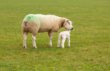 Texel Ewe, a female sheep, with her newborn lamb.  A tender moment between mother and baby lamb in green meadow. Concept: a mother's love. Landscape, Horizontal. Space for copy