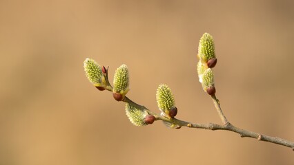 Blooming cats on a spring twig.
