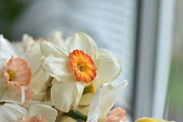 Daffodils with beautiful petals close-up