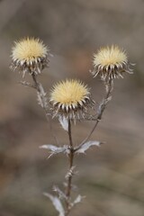 Withered flower in the meadow, dry thistle
