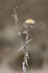 Withered flower in the meadow, dry thistle