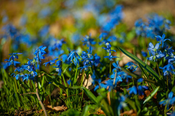 Fototapeta premium scilla siberica, Blue scilla siberica flowers close up with green vertical