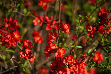Fototapeta na wymiar Macro of bright red spring flowering Japanese quince or Chaenomeles japonica on the blurred garden background. Sunny day. Selective focus. Interesting nature concept for design
