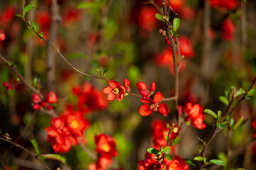 Macro of bright red spring flowering Japanese quince or Chaenomeles japonica on the blurred garden background. Sunny day. Selective focus. Interesting nature concept for design