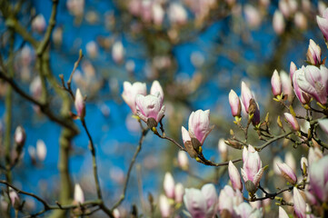 magnolia tree blossom in springtime. tender pink flowers bathing in sunlight. warm april weather