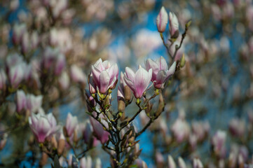 magnolia tree blossom in springtime. tender pink flowers bathing in sunlight. warm april weather