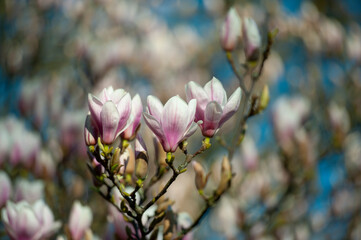 Fototapeta premium magnolia tree blossom in springtime. tender pink flowers bathing in sunlight. warm april weather