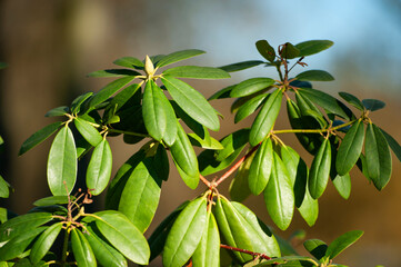 Obraz premium close up of a tree