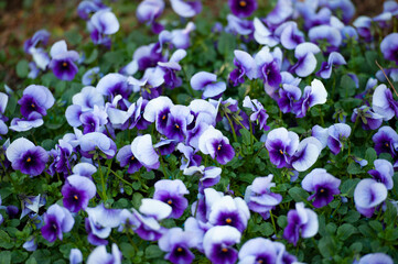 viola tricolor, Pansies in a spring garden