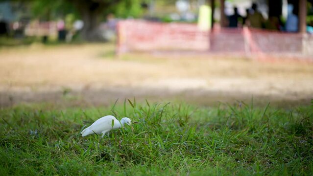 cattle egret (Bubulcus ibis) eating insect in Tai Tong at Hong Kong countryside