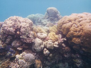 Naklejka na ściany i meble Great Barrier Reef Coral 1