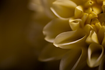 A close up macro of a yellow dahlia flower petals in a studio setting with stunning patterns and textures that form naturally with very soft lighting and bright