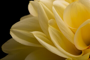 A close up macro of a yellow dahlia flower petals in a studio setting with stunning patterns and textures that form naturally with very soft lighting and bright