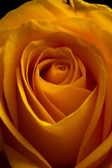 A beautiful close up of a yellow rose in a studio with stunning curves and lines with soft lighting perfect for Wedding or anniversary or valentines 