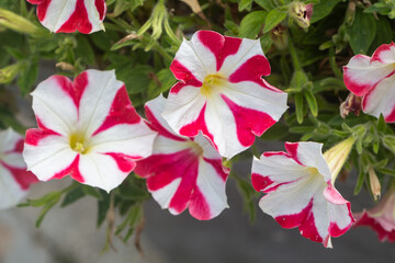 Red and white petunia flowers in a garden