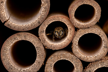 Western Leafcutter Bee inside bee house. Insect and wildlife conservation, habitat preservation, and backyard flower garden concept