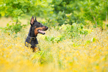 Portrait of dobermann pincher sitting in meadow with flowers in summer early morning