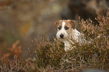 Jack Russell Terrier sit in common heather in autumn forest. JRT are energic hunting dogs used for fox hunting