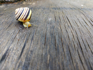 A garden snail with a striped shell crawls along a wooden board, studying the environment with its horns