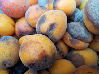 natural background of ripe apricots that have begun to rot and mold. Rotten apricots macro...