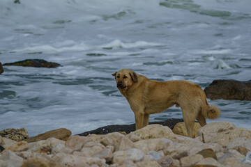 Labrador dog walking between rocks on the beach