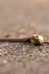 wild lizard walking along on a concrete road