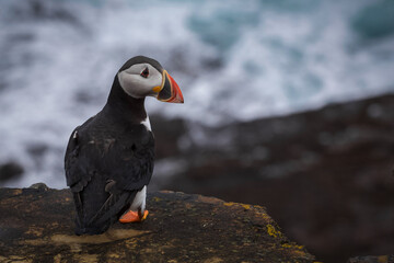 Puffin on Orkney cliff