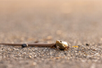 wild lizard walking along on a concrete road