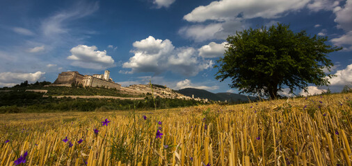 Assisi, the town of St Francis, Umbria, Italy from a hay field.