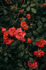 red roses on black background