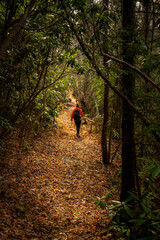 Woman Hikes Along Long Narrow Trail of Rhododenron