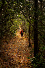Fototapeta premium Woman Hikes Along Long Narrow Trail of Rhododenron