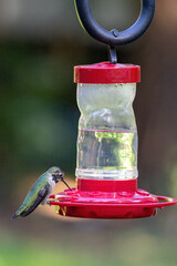 small adult humming bird drinking from a bird feeder