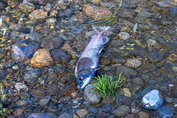 dead fish carcass laying on the bank of a river