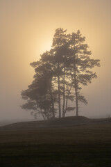 Obraz premium tree in the fog