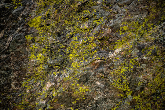Yellow Lichen On Boulder