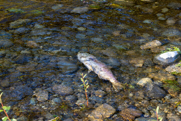 dead fish carcass laying on the bank of a river