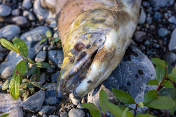 close up of the head of a dead decaying corpse of a salmon